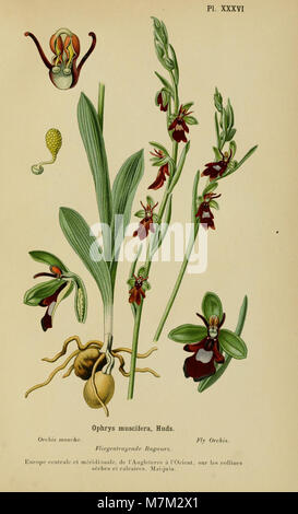 Das Album des Orchidées de l’Europe centrale et septentrionale (1899) von Henry Correvon ist ein in Genf erschienenes botanisches Werk, das Orchideenarten Mittel- und Nordeuropas mit beschreibenden Texten und Platten dokumentiert und illustriert. Stockfoto