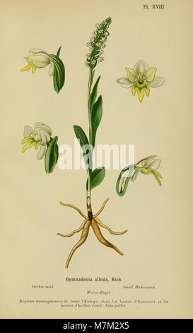 Eine botanische Illustration aus dem Album des orchidées de l’Europe centrale et septentrionale (1899), in dem Orchideenarten aus Mittel- und Nordeuropa mit Schwerpunkt auf ihrer Morphologie und Blumenanatomie dargestellt werden. Stockfoto