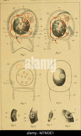 Allgemeine Zeitschrift für Entomologie Organ der 'Allgemeinen Entomologischen Gesellschaft"; internationales Organ für die vitalen Interessen der allgemeinen und angewandten Entomologie wie der (17486644384) Stockfoto