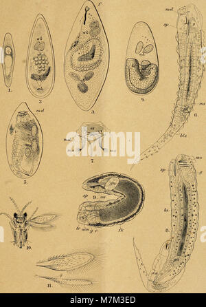 Allgemeine Zeitschrift für Entomologie Organ der 'Allgemeinen Entomologischen Gesellschaft"; internationales Organ für die vitalen Interessen der allgemeinen und angewandten Entomologie wie der (18109358565) Stockfoto