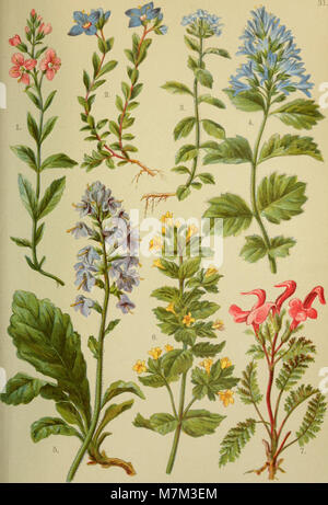 Alpen-Flora für Touristen und Pflanzenfreunde (1902) (17486845584) Stockfoto
