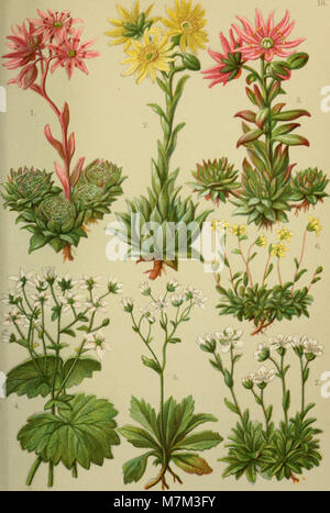 Alpen-Flora für Touristen und Pflanzenfreunde (1902) (18109406735) Stockfoto