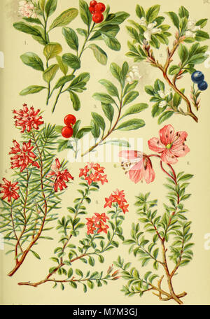 Alpen-Flora für Touristen und Pflanzenfreunde ist ein botanisches Handbuch, das den Leser über die Alpenflora informieren soll und die Vielfalt der Bergpflanzen in den Alpenregionen Mitteleuropas beschreibt 1904. Stockfoto