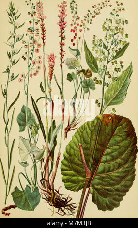 Ein botanischer Leitfaden aus dem Jahr 1922 mit dem Titel Alpenflora, der die in Bayern, Österreich und der Schweiz verbreiteten alpinen Pflanzenarten veranschaulicht und beschreibt, wobei der Schwerpunkt auf Bergflora und Lebensraumvielfalt liegt. Stockfoto