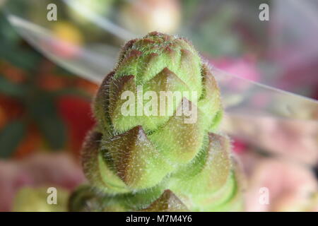 Closeup Detail der Knospen in einem Blumenstrauß bei einer geringen Tiefenschärfe genommen. Stockfoto