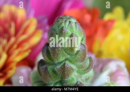 Closeup Detail der Knospen in einem Blumenstrauß bei einer geringen Tiefenschärfe genommen. Stockfoto