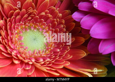 Closeup Detail eines Pfirsich farbige Gerbera Blume mit einem Licht. Stockfoto