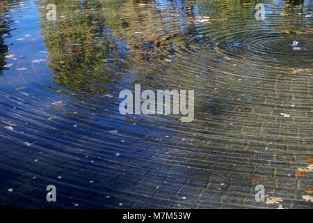 New York Botanical Garden, der Bronx, New York, USA: Blätter im Herbst in einem Brunnen mit Wasser Wellen bildet einen kreisförmigen Muster. Stockfoto