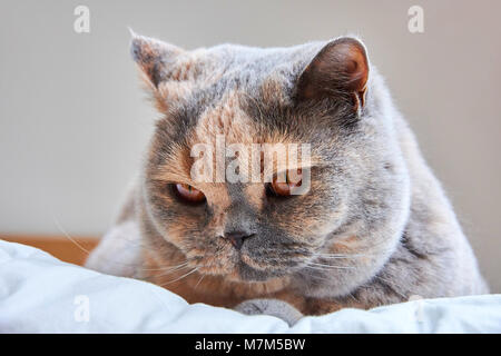 Detail einer Kopf Britisch Kurzhaar Katze liegend auf einem weißen Bett Stockfoto