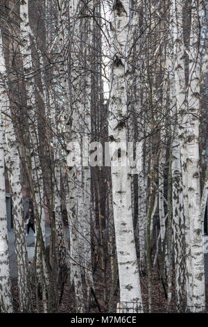 Silver Birch Bäume außerhalb der Tate Modern in London Stockfoto