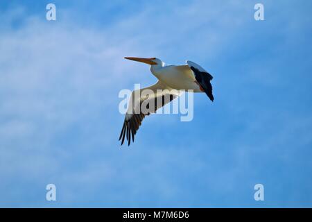 American White Pelican im Flug mit Blue Sky Stockfoto