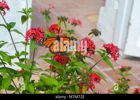 Ein monarch butterfly Tänze auf dem roten Blüten in den Wohnungen Terrasse Garten Stockfoto