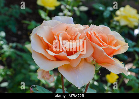 Blühende pfirsichfarbene Rose im Garten mit gelben Rosen im Hintergrund sichtbar. Schönen Garten. Stockfoto