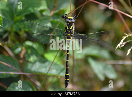 Schöne golden Dragonfly beringt, Gelb und Schwarz dragonfly UK Stockfoto
