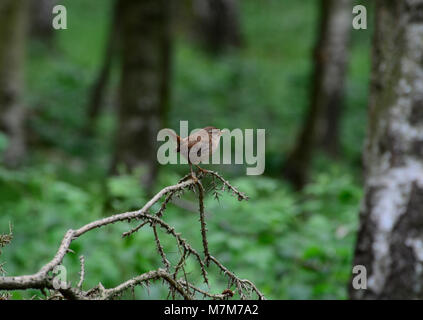 In Großbritannien woodland Wren, kleine braune Vogel Stockfoto