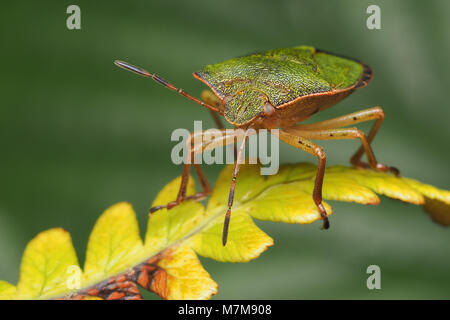 Gemeinsame Green Shieldbug (Palomena prasina) ruht auf Farn. Tipperary, Irland Stockfoto