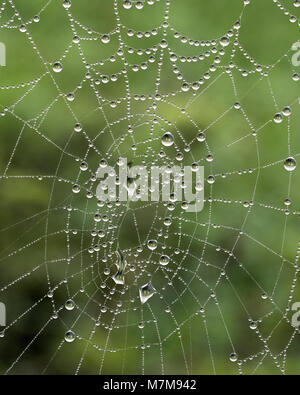 Spiderweb abgedeckt in Tau Tropfen in den frühen Morgenstunden. Tipperary, Irland Stockfoto