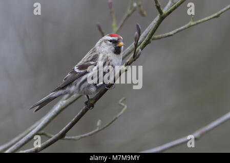 Gemeinsame Redpoll Stockfoto