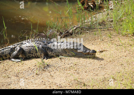 Krokodil ruht auf dem sandigen Ufer des Flusses bis Heizung in der nachmittagssonne Stockfoto