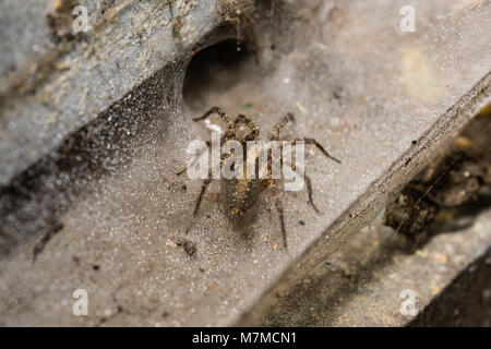 Ein Orb Weaver Spider Makroaufnahme im und um das Web auf einer Taufrischen nassen Morgen. Stockfoto