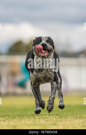 Happy Pit Bull mix Hund scheint zu schweben über dem Boden, wie er in voller Geschwindigkeit, mit hängender Zunge aus dem Mund läuft. Stockfoto