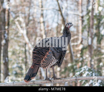 Wilde Türkei Bestimmung sehen, während der Durchführung als Equilibrist Stockfoto