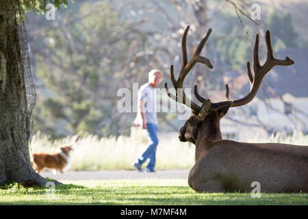 Bull elk in Mammoth Bull elk in Gras bei Mammoth Hot Springs und Mann Hund im Hintergrund; Juli 2014; Stockfoto