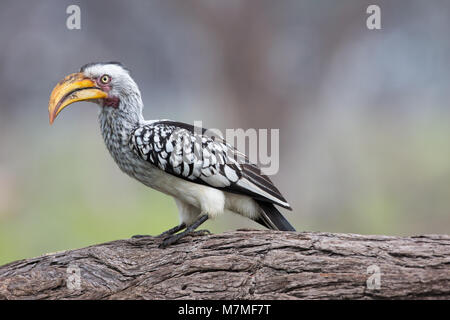 Southern Yellow-billed Hornbill (Tockus flavirostris). Okavango Delta, botswans. Afrika Stockfoto