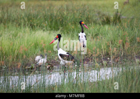 Sattel-billed Störche (Ephippiorhynchus senegalensis). Nach weiblichen, männlichen vorne links hinter dem rechten. Wasservögel, darunter, Reiher und Ibis. Okavang Stockfoto