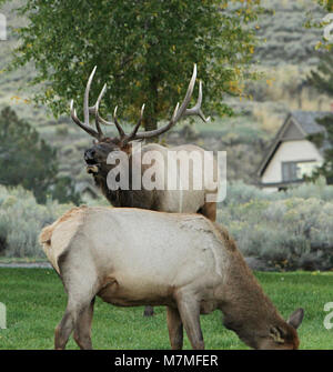 Bull elk bugling Bull elk bugling in Mammoth Hot Springs. Stockfoto