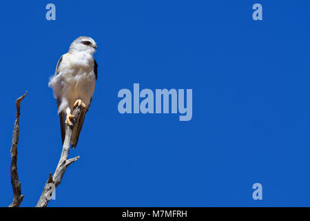 Black-winged Kite (Elanus caeruleus) auf einem toten Baum gehockt, vor blauem Himmel, Kgalagadi Transfrontier Park, Northern Cape, Südafrika Stockfoto