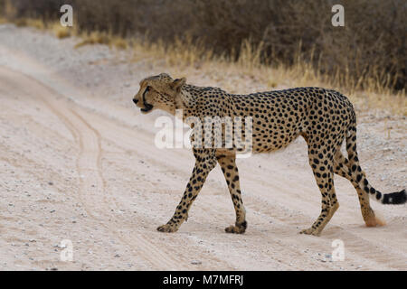 Gepard (Acinonyx jubatus), Männer, die über eine unbefestigte Straße, Kgalagadi Transfrontier Park, Northern Cape, Südafrika, Afrika Stockfoto