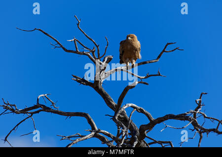 Tawny Eagle (Aquila rapax) sitzen auf einem Baum, vor blauem Himmel, Kgalagadi Transfrontier Park, Northern Cape, Südafrika, Afrika Stockfoto