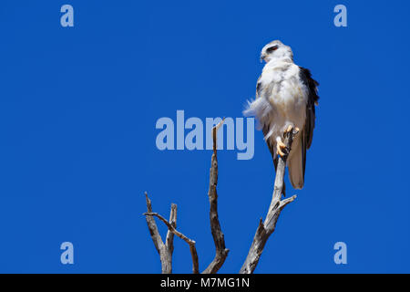 Black-winged Kite (Elanus caeruleus) auf einem toten Baum gehockt, vor blauem Himmel, Kgalagadi Transfrontier Park, Northern Cape, Südafrika Stockfoto