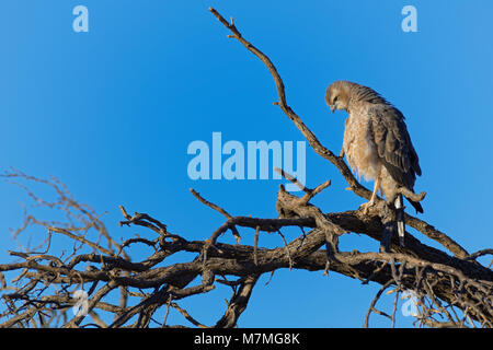 Blass chanting goshawk (Mielerax canorus), Unreife, sitzt auf einem Baum, auf der Suche nach Beute, Kgalagadi Transfrontier Park, Südafrika, Afrika Stockfoto