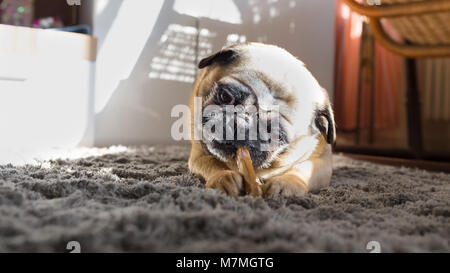 Kleiner Hund, Mops, knabbert an einem kauknochen Stockfoto