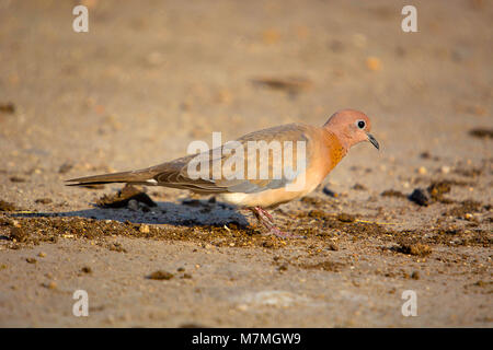 Lachende Taube, Spilopelia senegalensis, Hampi, Karnataka, Indien Stockfoto