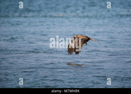 Ein schwarzer Milan (MILVUS MIGRANS) Vogel weg fliegen mit einem großen Squid es gerade aus dem Meer gefangen Stockfoto