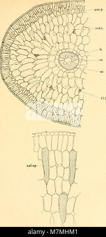 Anatomie comparée de La Feuille des chénopodiacées (1906) (17547957404) Stockfoto