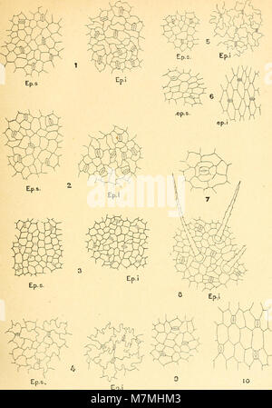 Anatomie comparée de La Feuille des chénopodiacées (1906) (17982505048) Stockfoto