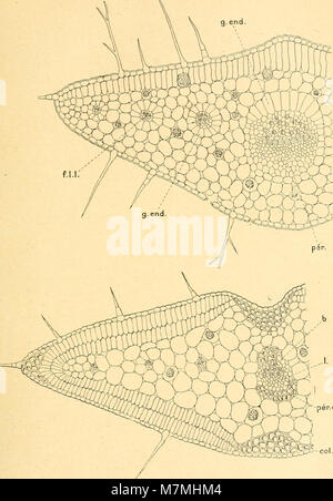 Anatomie comparée de La Feuille des chénopodiacées (1906) (17982615038) Stockfoto