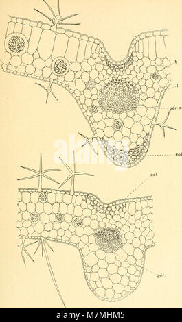 Anatomie comparée de La Feuille des chénopodiacées (1906) (18144005566) Stockfoto