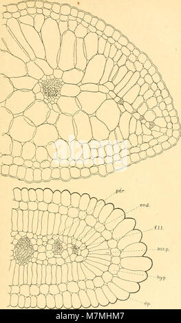 Anatomie comparée de La Feuille des chénopodiacées (1906) (18166959702) Stockfoto