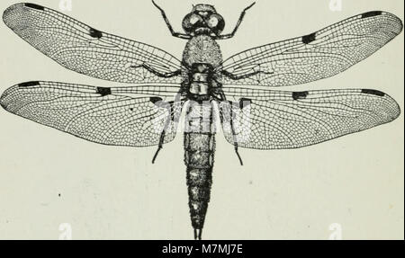 Tier Aktivitäten - ein erstes Buch in zoölogy (1903) (17575467423) Stockfoto