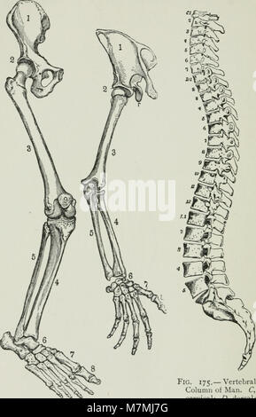 Tier Aktivitäten - ein erstes Buch in zoölogy (1903) (18169883216) Stockfoto