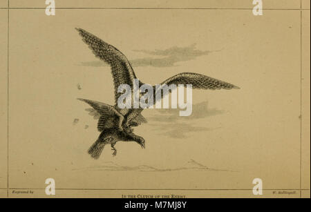 Animal locomotion oder wandern, schwimmen und fliegen - mit einer Dissertation über aëronautics (1873) (14580630450) Stockfoto