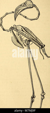 Tier Mechanismus - eine Abhandlung auf terrestrische und aërial Fortbewegung (1874) (17575315964) Stockfoto