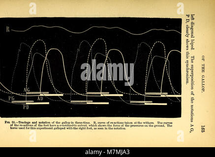 Tier Mechanismus - eine Abhandlung auf terrestrische und aërial Fortbewegung (1874) (18198040265) Stockfoto