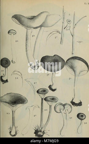 Annales - Societe des Sciences Naturelles de la Charente-Inferieure (17787056504) Stockfoto