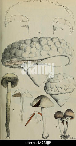 Annales - Societe des Sciences Naturelles de la Charente-Inferieure (18405624852) Stockfoto